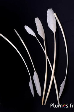Panicule Cygne - 38-44 cm - blanc